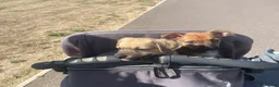 Mixed Breed dogs for sale: 2 puppies  - Advert 2