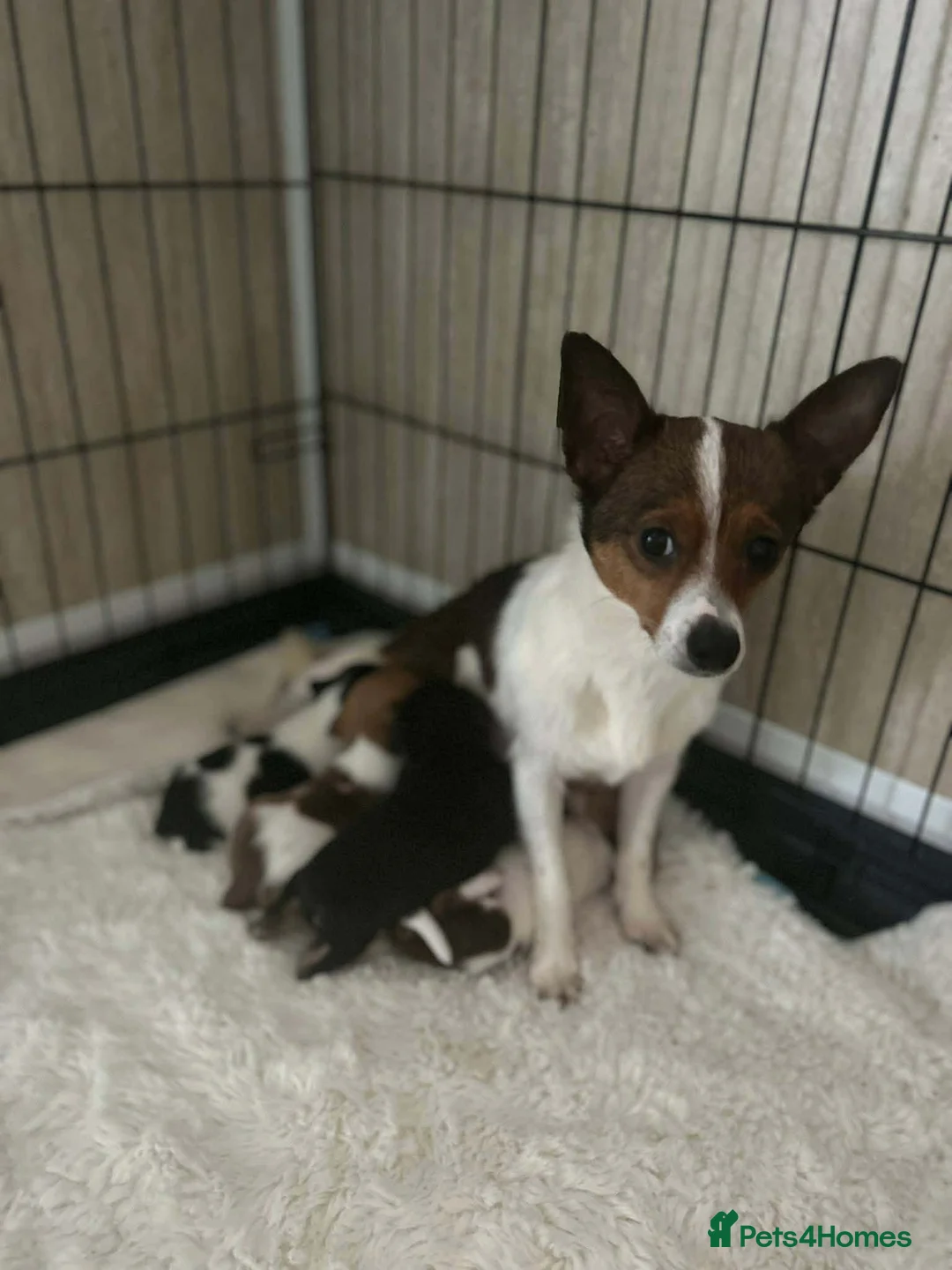 Jack Russell dogs for sale: 2 beautiful male jacks Russell’s  in Llanelli - Advert 1