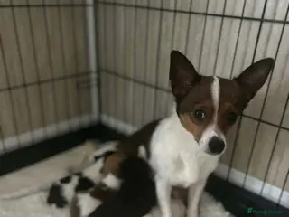 Jack Russell dogs 2 beautiful male jacks Russell’s - Advert 3