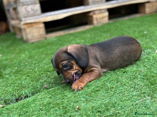 Miniature Dachshund dogs - Advert 21