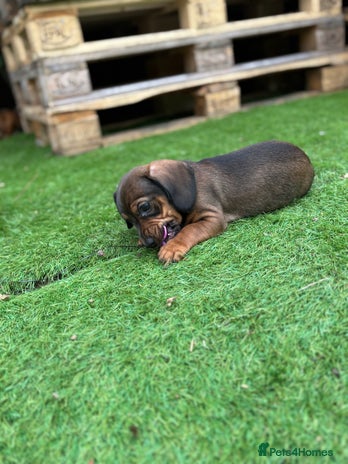 Miniature Dachshund dogs - Advert 15