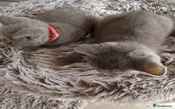 Brazilian Shorthair cats for sale: Beautiful blues Bristh short hair - Image 22