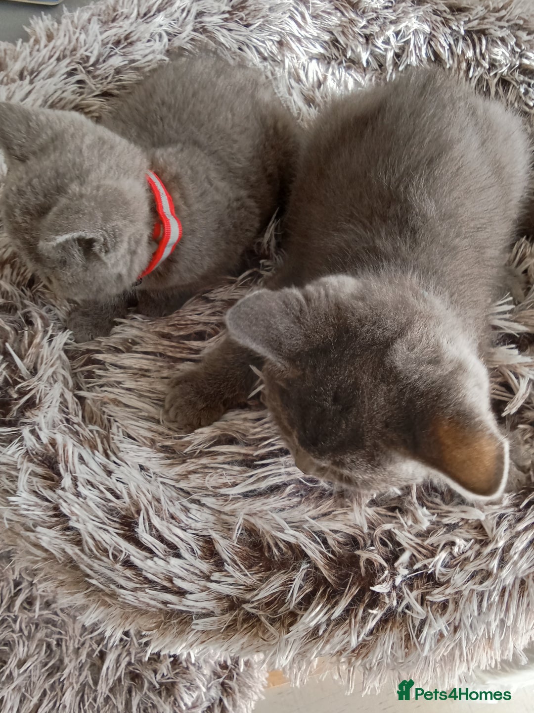 Brazilian Shorthair cats for sale: Beautiful blues Bristh short hair - Image 22