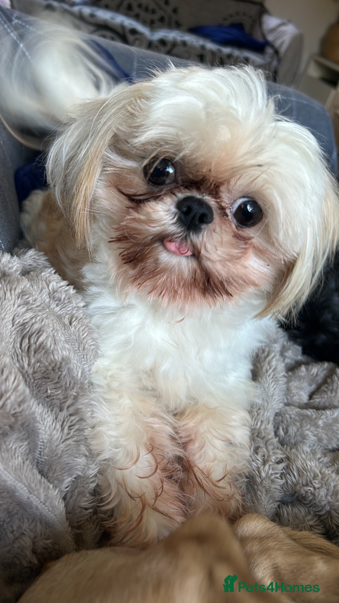 Shih Tzu dogs Shih Tzu for stud - Advert 1