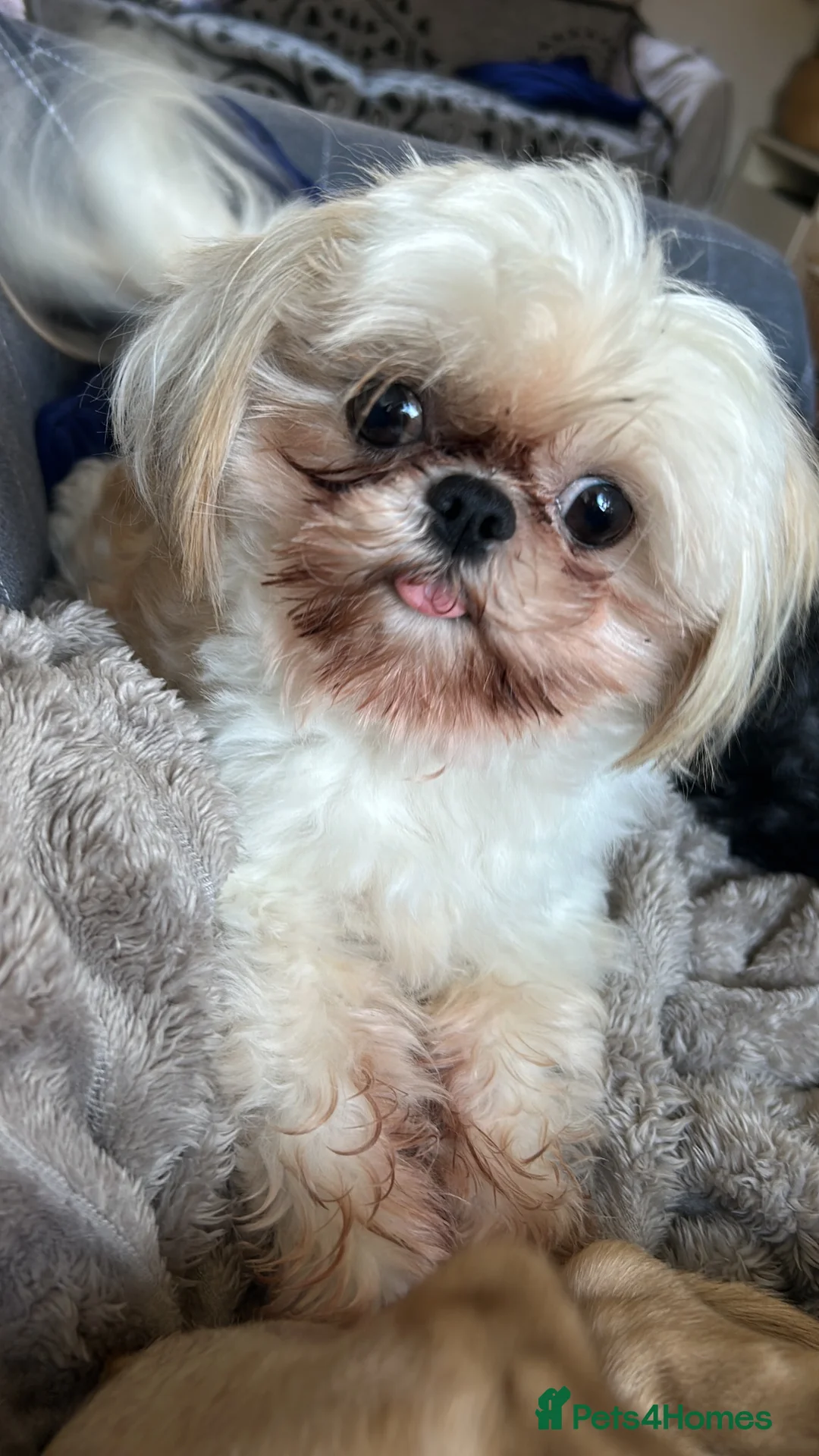Shih Tzu dogs for stud: Shih Tzu for stud - Advert 1