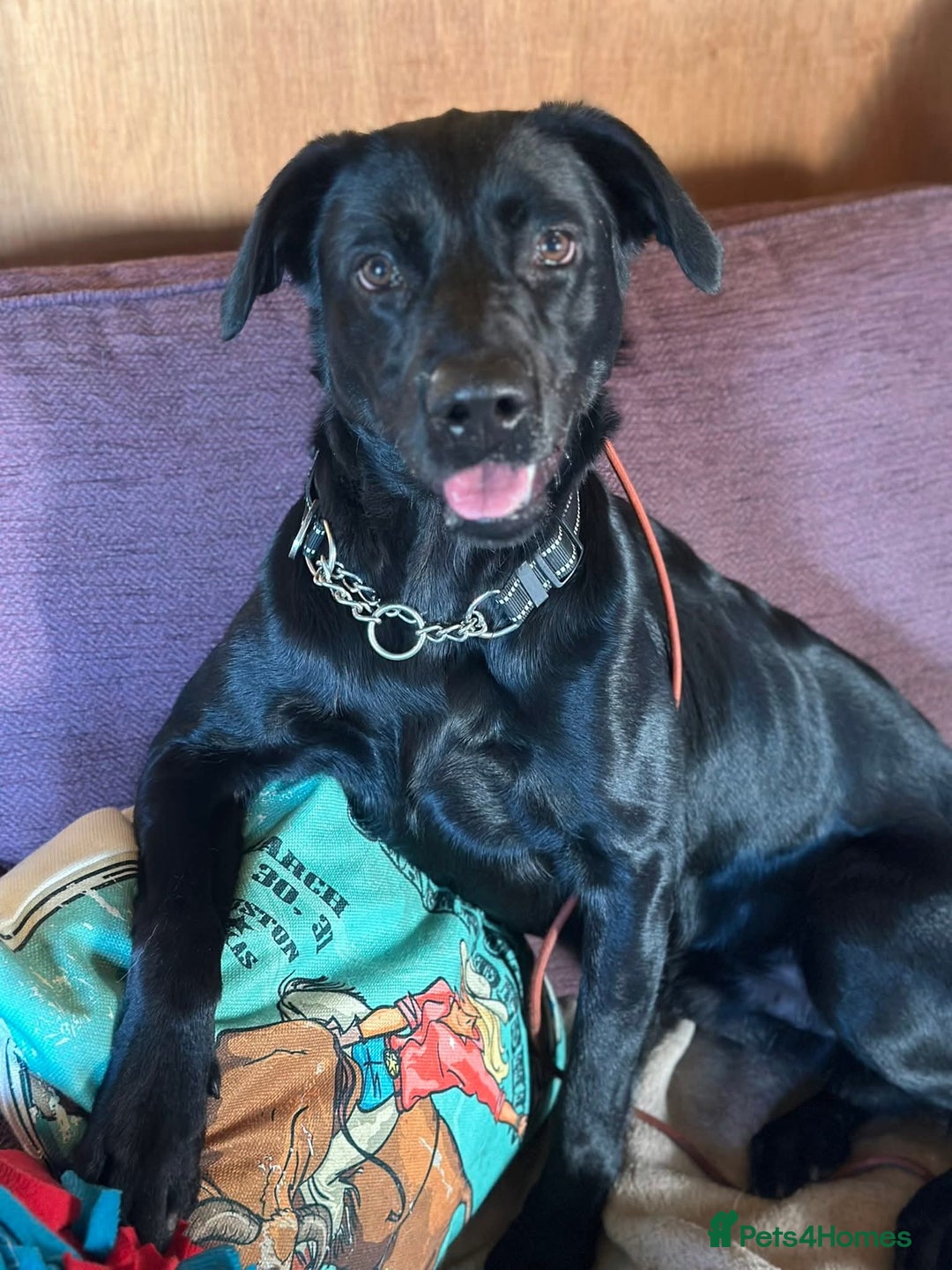 Labrador Retriever dogs for adoption: Ben   - Image 14