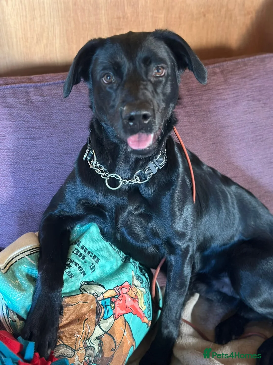 Labrador Retriever dogs for adoption: Ben   - Advert 14