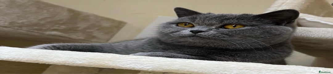 British Shorthair Lali