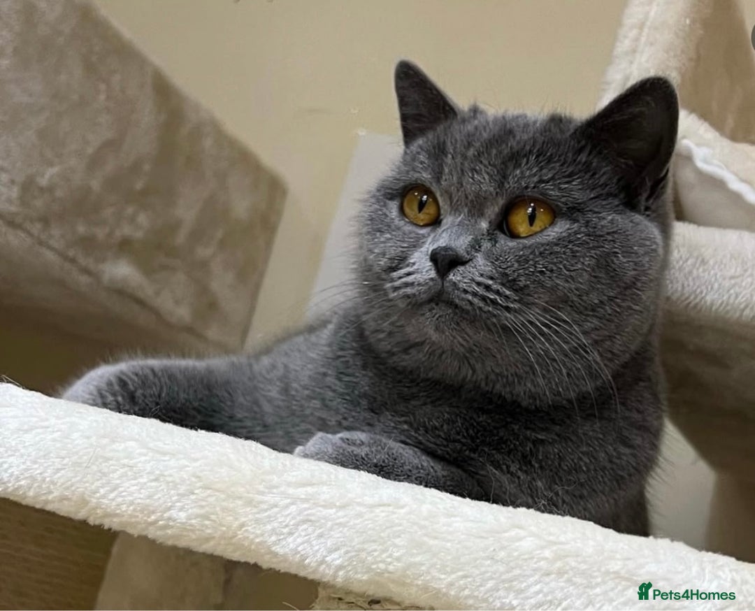 British Shorthair cats for sale: British Shorthair Girls Ready for Forever Homes - Image 4