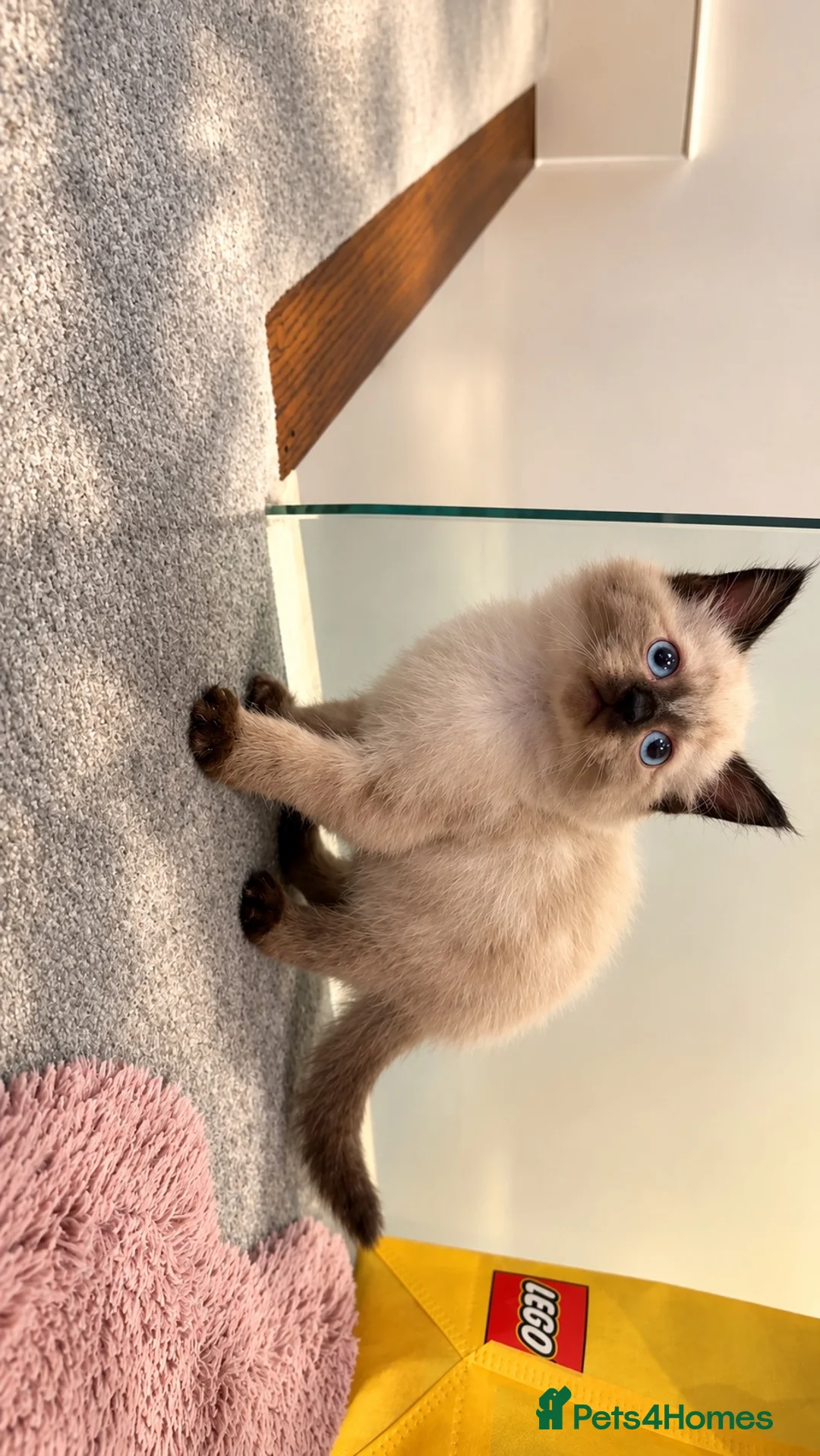 Ragdoll cats for sale: Ragdoll Siamese mix kitten!!  - Advert 2