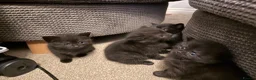 Mixed Breed cats for sale: British short hair cross  - Advert 7