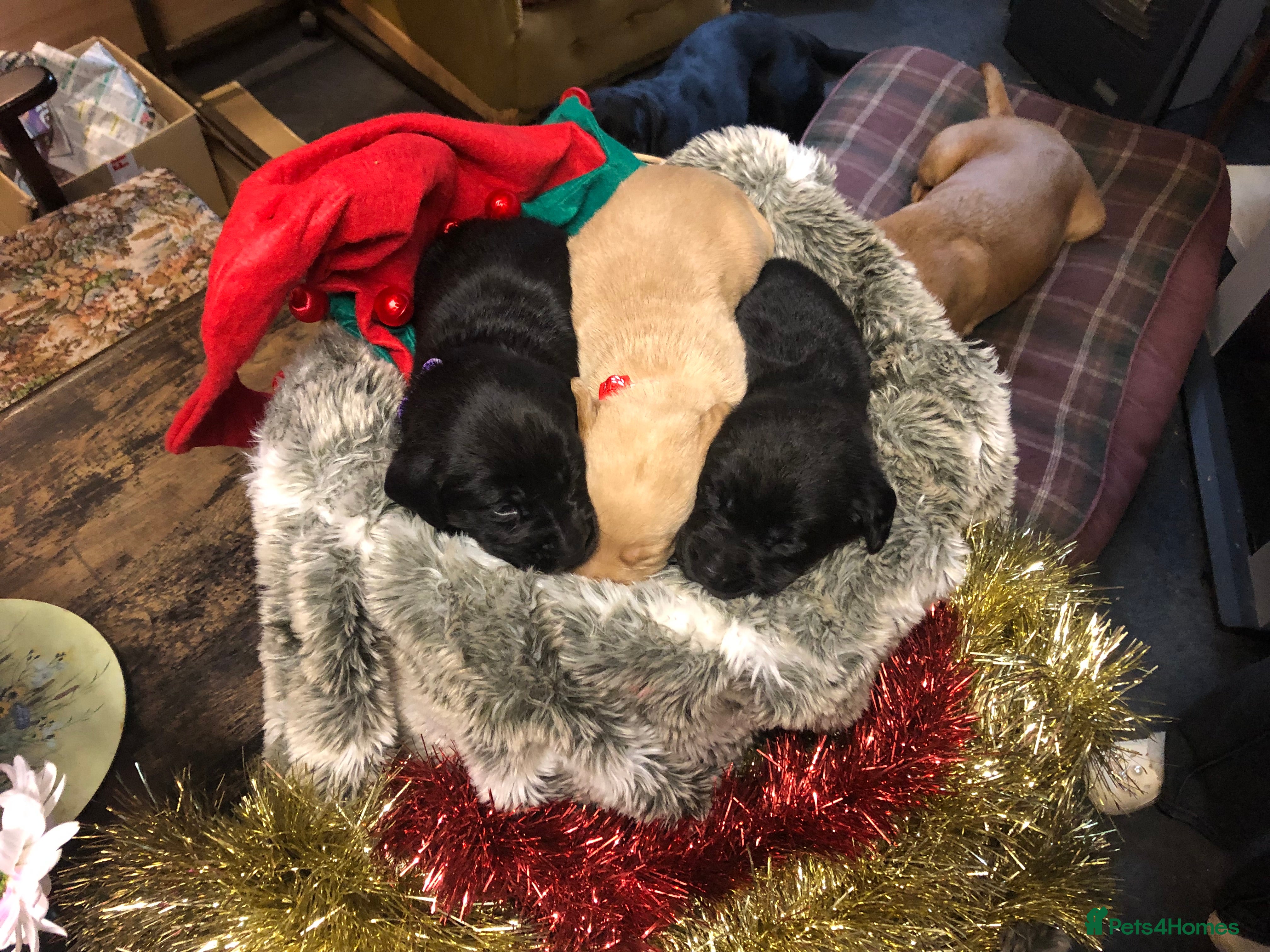 Labrador Retriever dogs Kc registered Labrador puppies(6 remaining) - Advert 11