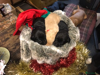 Labrador Retriever dogs Kc registered Labrador puppies(6 remaining) - Advert 10