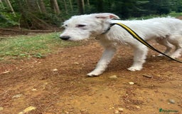 Mixed Breed dogs for adoption: Peter - Norwich Norfolk  - Image 22