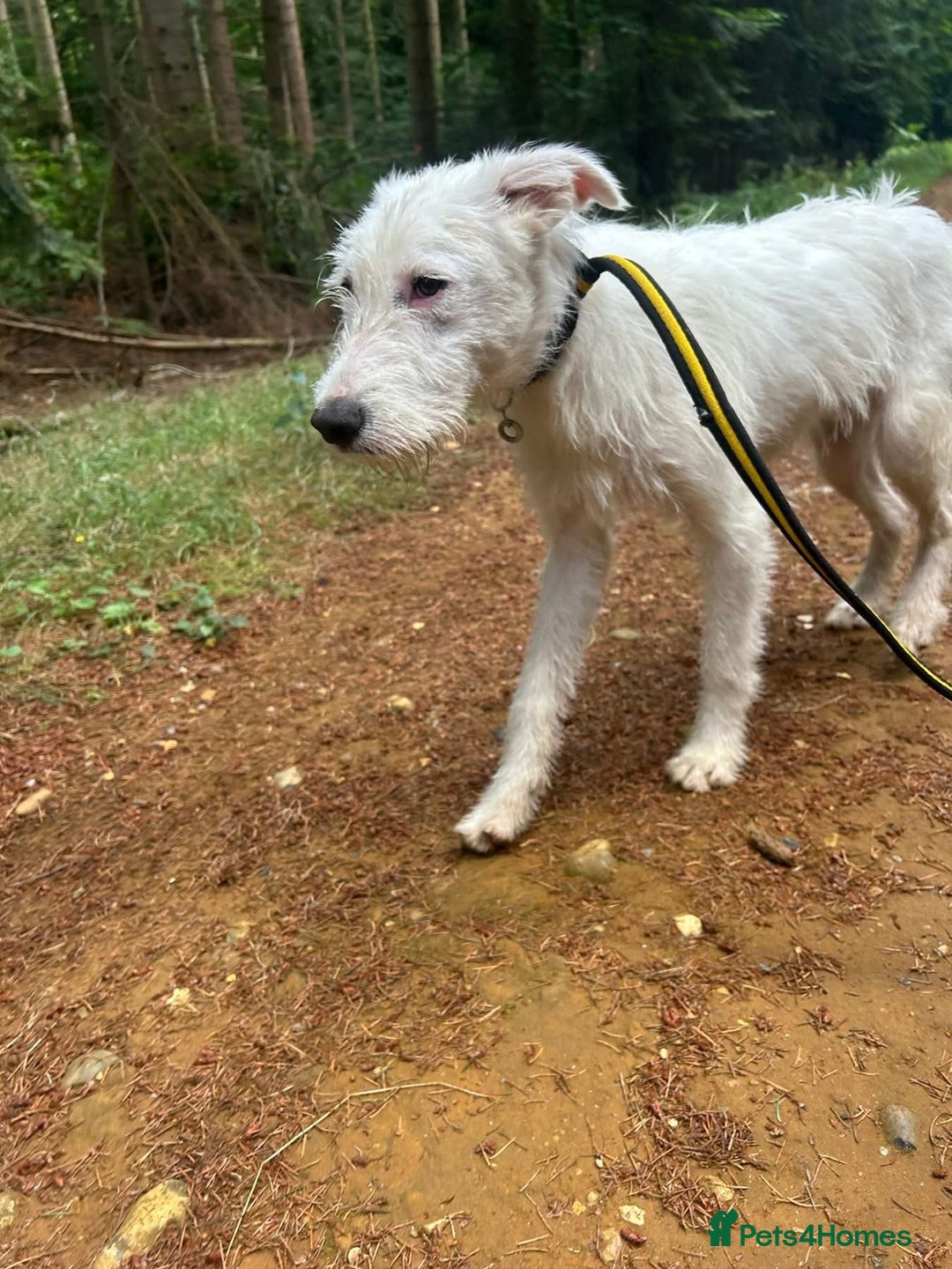 Mixed Breed dogs for adoption: Peter - Norwich Norfolk  - Image 22