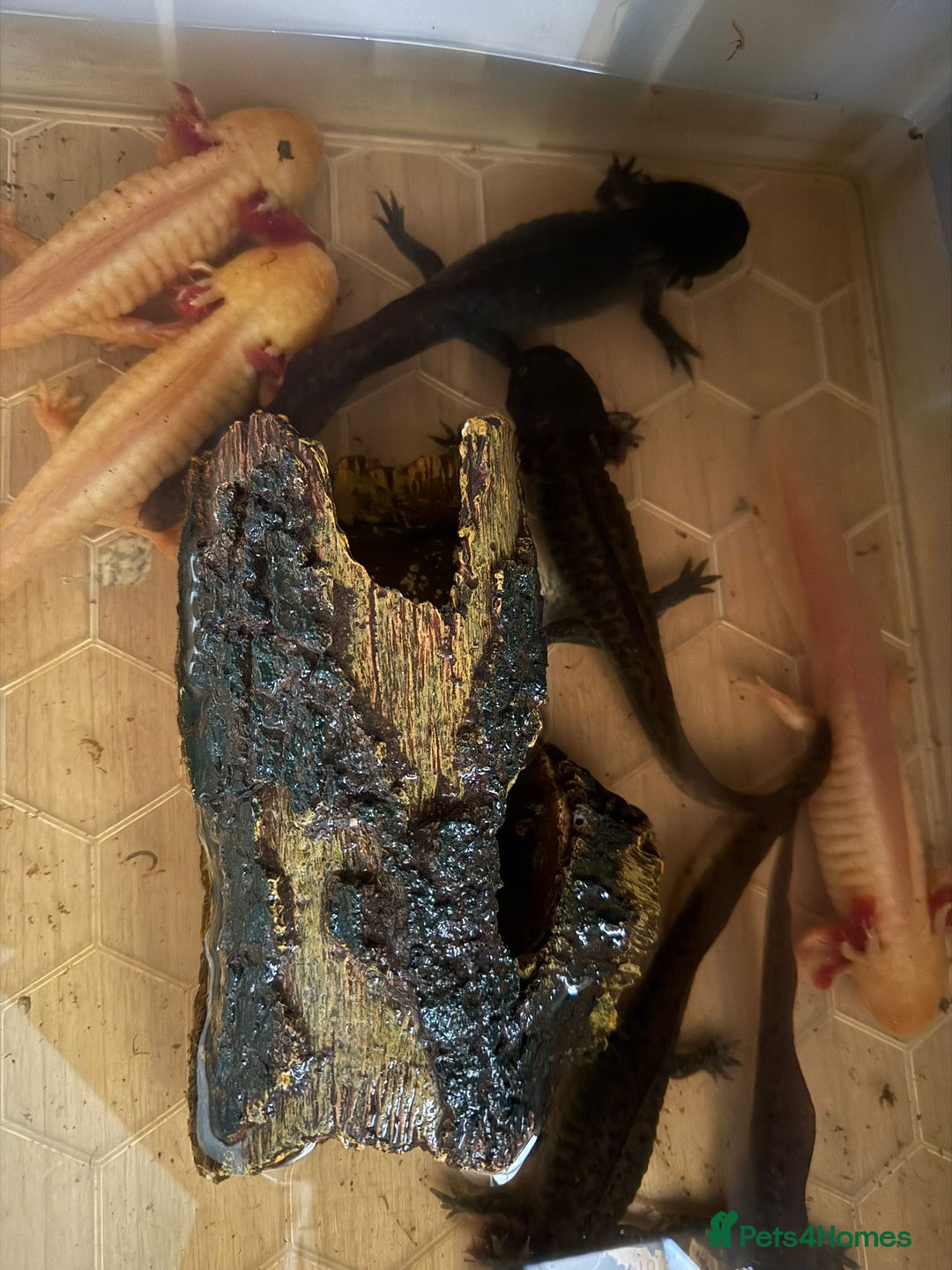 Axolotl reptiles for sale: Axolotl's looking for homes  - Image 1