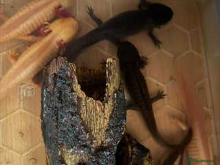 Axolotl reptiles - Advert 31