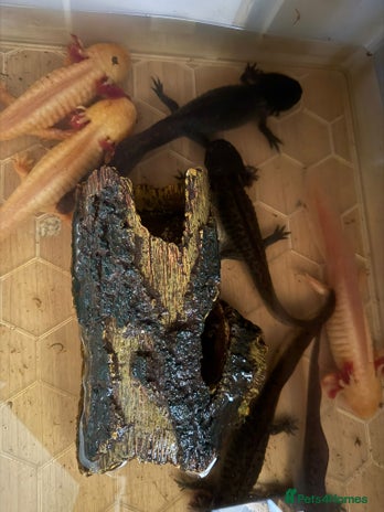 Axolotl reptiles - Advert 4