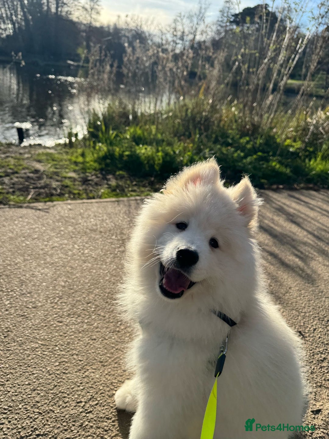 Samoyed dogs for sale: 10 Month Old Samoyed Ready for His Forever Home! - Advert 1