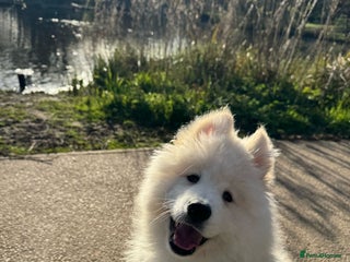 Samoyed dogs 10 Month Old Samoyed Ready for His Forever Home! - Advert 2