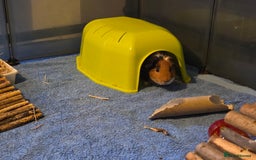 Guinea Pig rodents for sale: Fudge & Smudge - Image 6