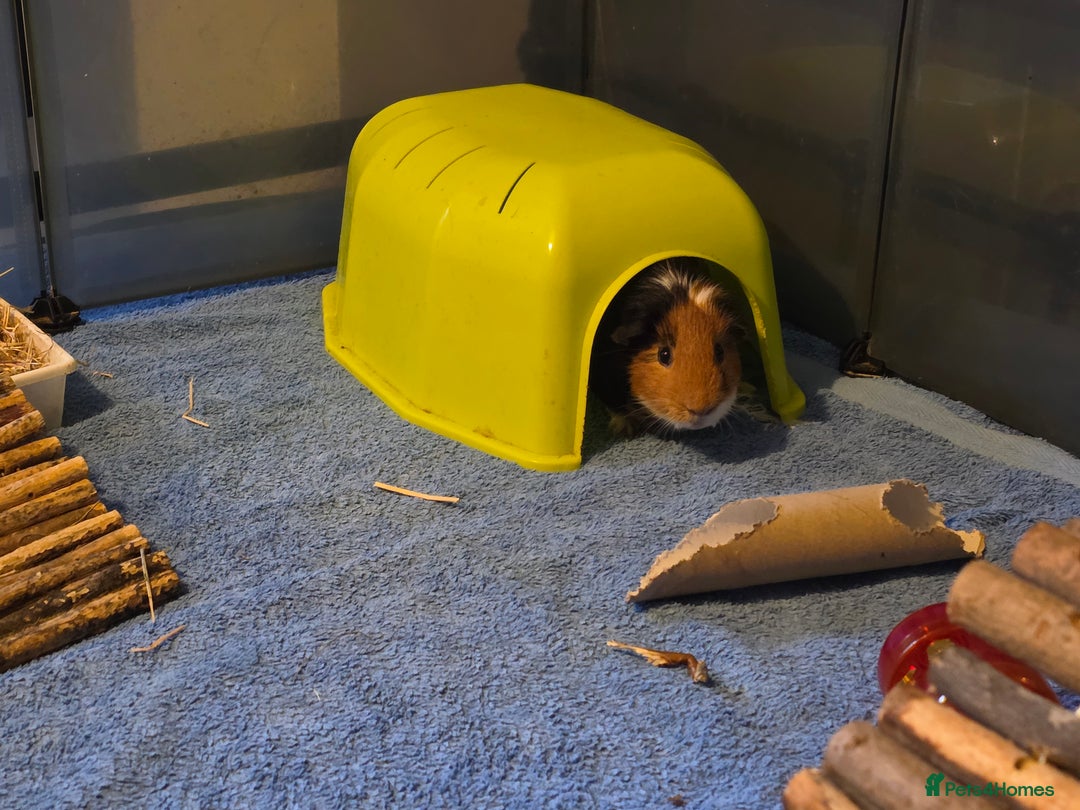 Guinea Pig rodents for sale: Fudge & Smudge - Image 6