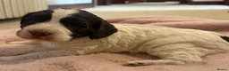 Sproodle dogs for sale: One Sproodle boy left ready to leave  - Advert 11