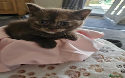 British Shorthair cats for sale: 🐾 British Shorthair Kittens – Ready Now 🐾 - Image 9
