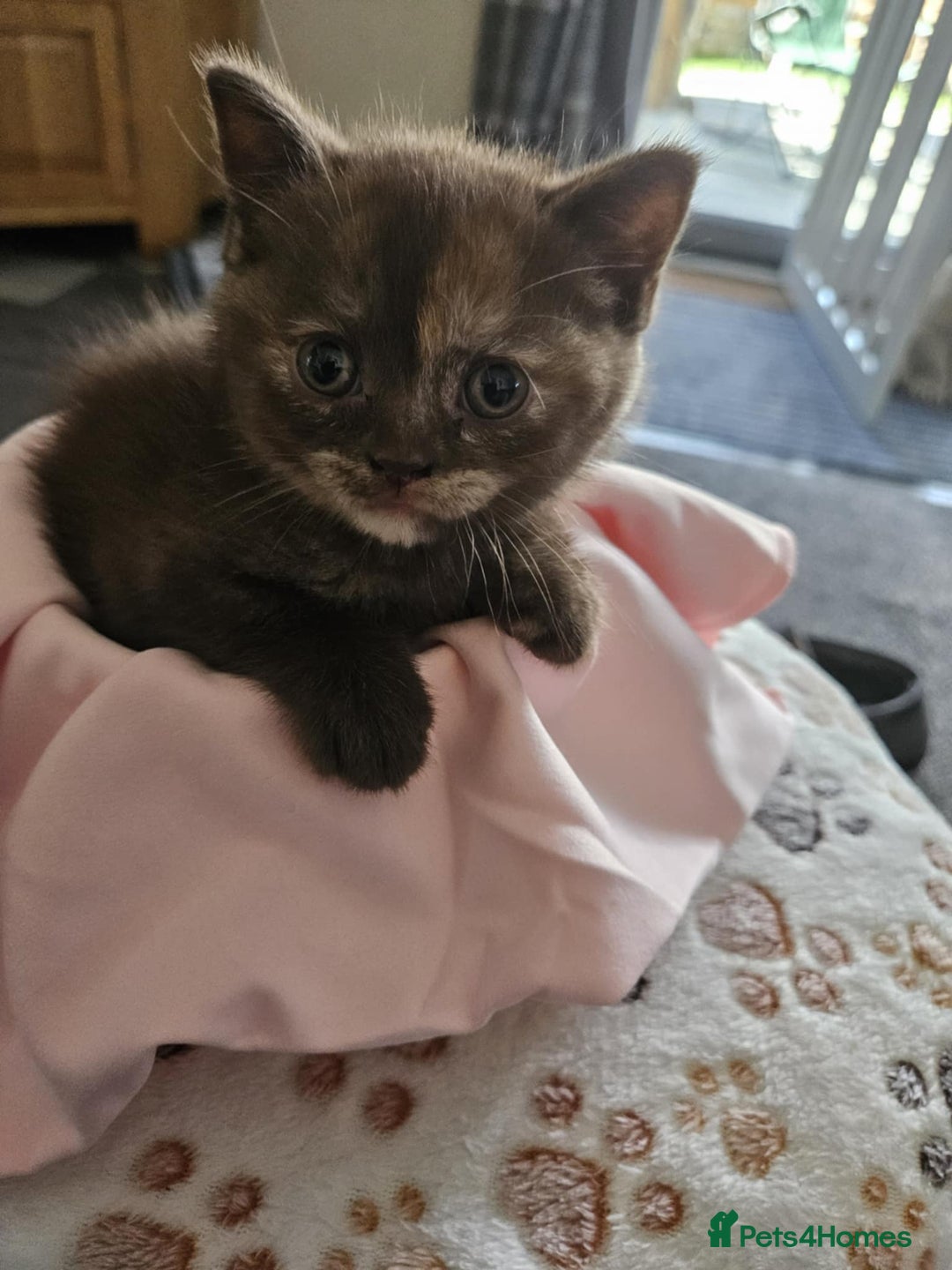 British Shorthair cats for sale: 🐾 British Shorthair Kittens – Ready Now 🐾 - Image 9