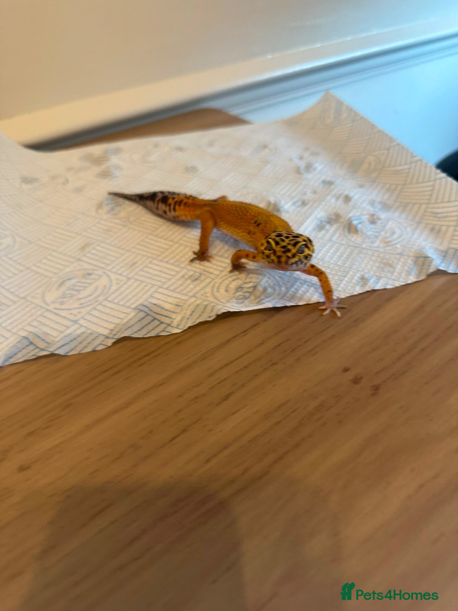 Leopard Gecko reptiles Leopard gecko and full tank set up  - Advert 1