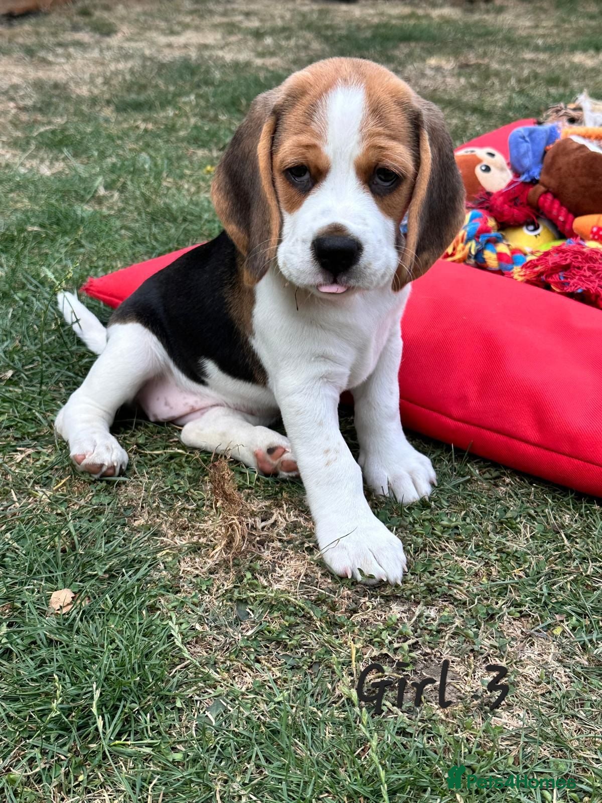 Beagle dogs Six Gorgeous KC Reg Pups- Champion Bloodline - Advert 2