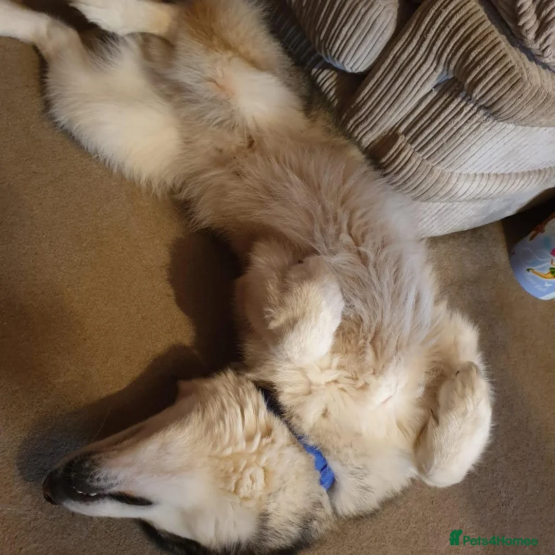 Alaskan Malamute dogs for sale: Bear  in Crewe - Advert 2