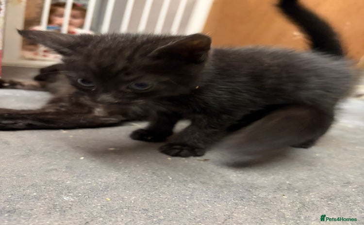 Mixed Breed cats 1 beautiful female kitten left ready now.  - Advert 2