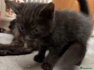 Mixed Breed cats 1 beautiful female kitten left ready now. - Advert 2