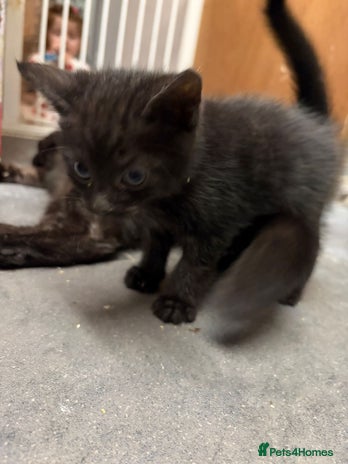 Mixed Breed cats 1 beautiful female kitten left ready now. - Advert 2