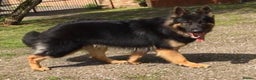 German Shepherd dogs for stud: KC Reg Shadow fully Health Tested at stud in Wisbech - Advert 19