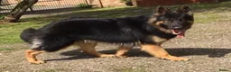 German Shepherd dogs for stud: KC Reg Shadow fully Health Tested at stud in Wisbech - Advert 19