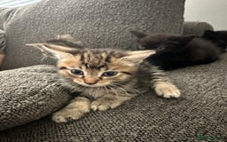 Mixed Breed cats for sale: Kitten’s ready now  - Image 4