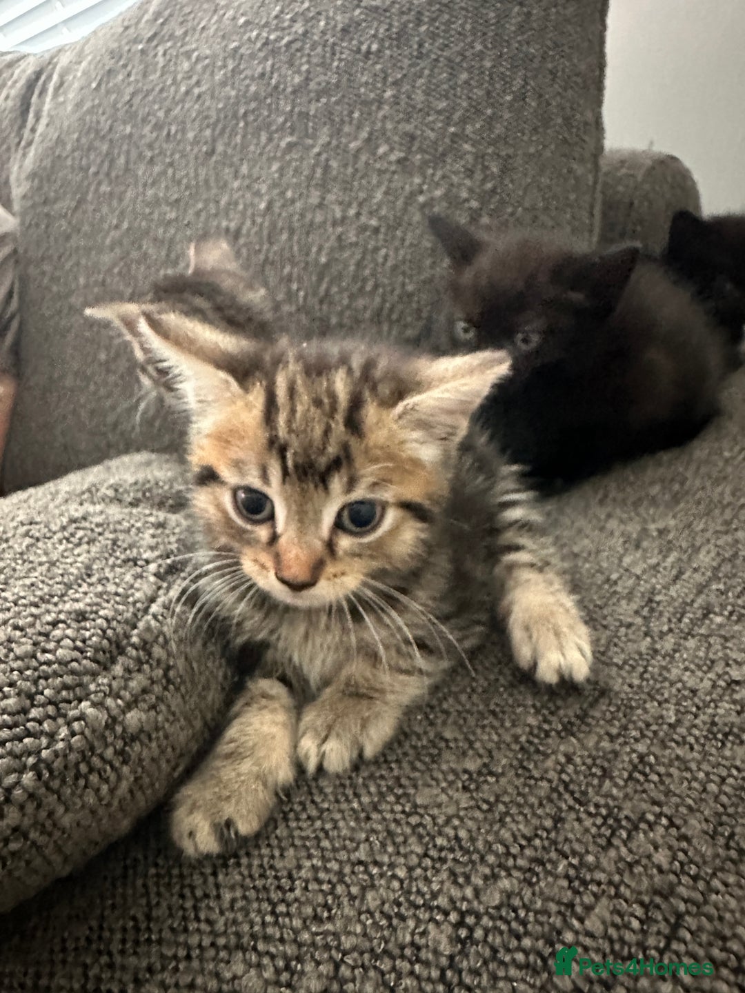 Mixed Breed cats for sale: Kitten’s ready now  - Image 4