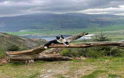 Border Collie dogs for sale: WINNING CRUFTS COMPETITORS. KC REG, HEALTH TESTED - Image 28