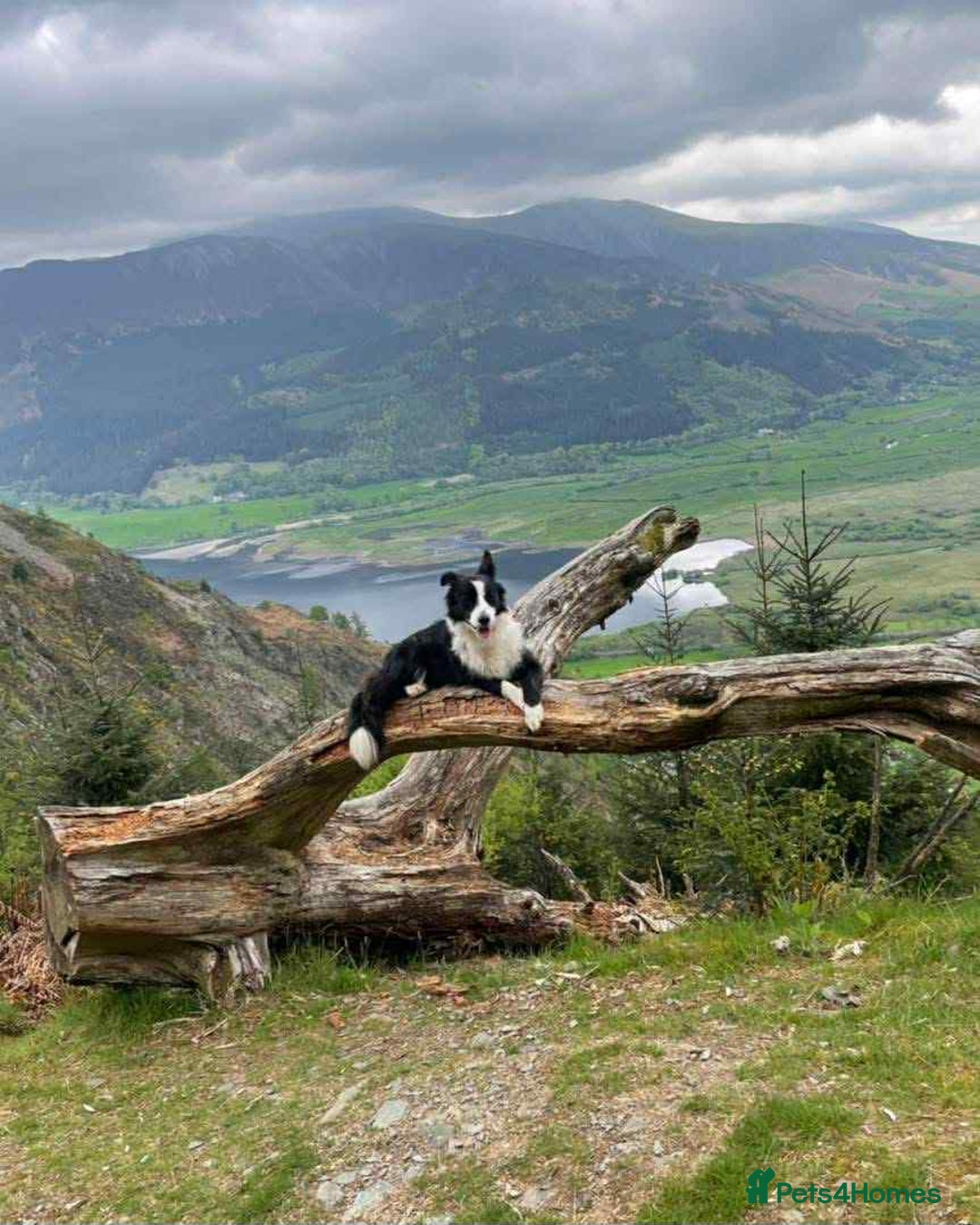 Border Collie dogs for sale: WINNING CRUFTS COMPETITORS. KC REG, HEALTH TESTED - Image 28