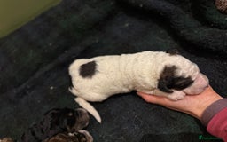 Bernedoodle dogs for sale: Bernedoodle F1B puppies - Image 31