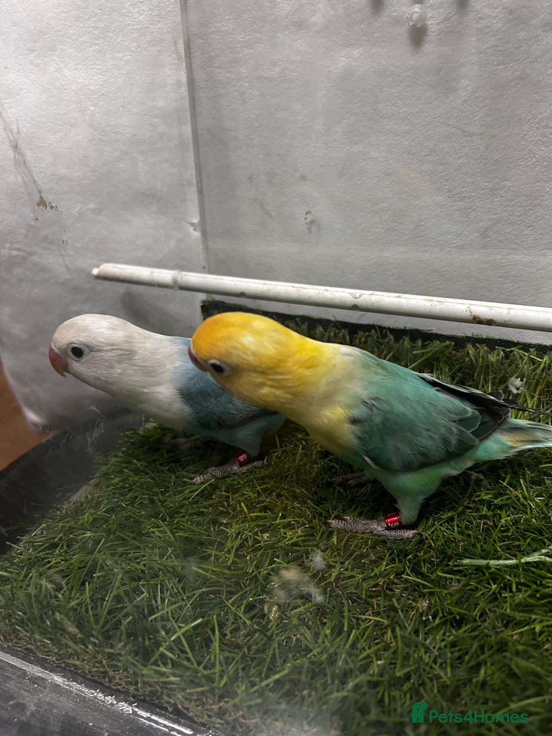Lovebirds birds for sale: Beautiful mutation fisher opline lovebirds   - Advert 16