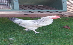 Chickens poultry for sale: Cockerels  green egg gene - Image 2