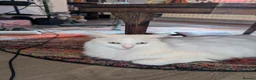 Mixed Breed cats for sale: Rehoming 1 year old Male  - Advert 2