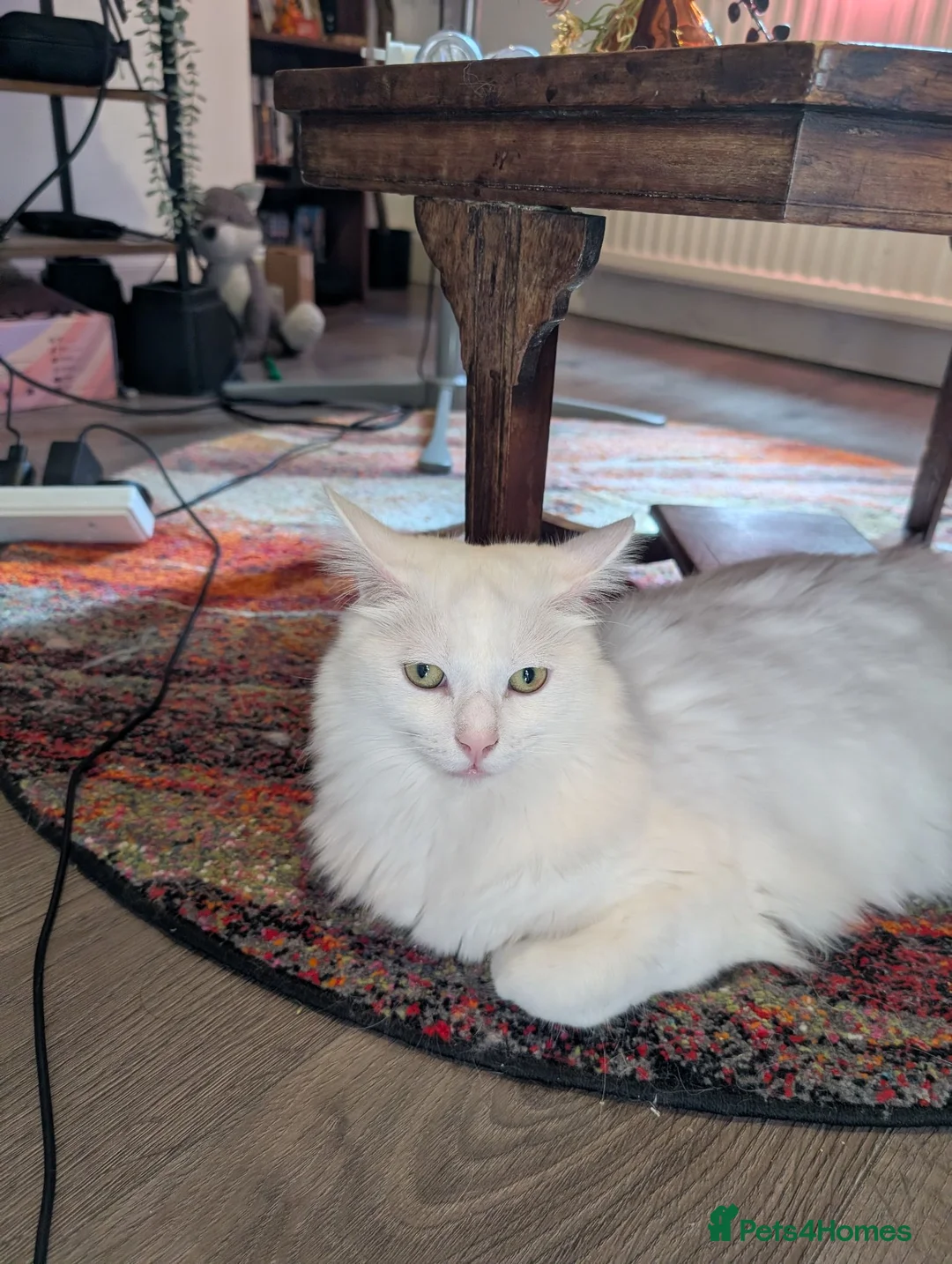 Mixed Breed cats for sale: Rehoming 1 year old Male  - Advert 2