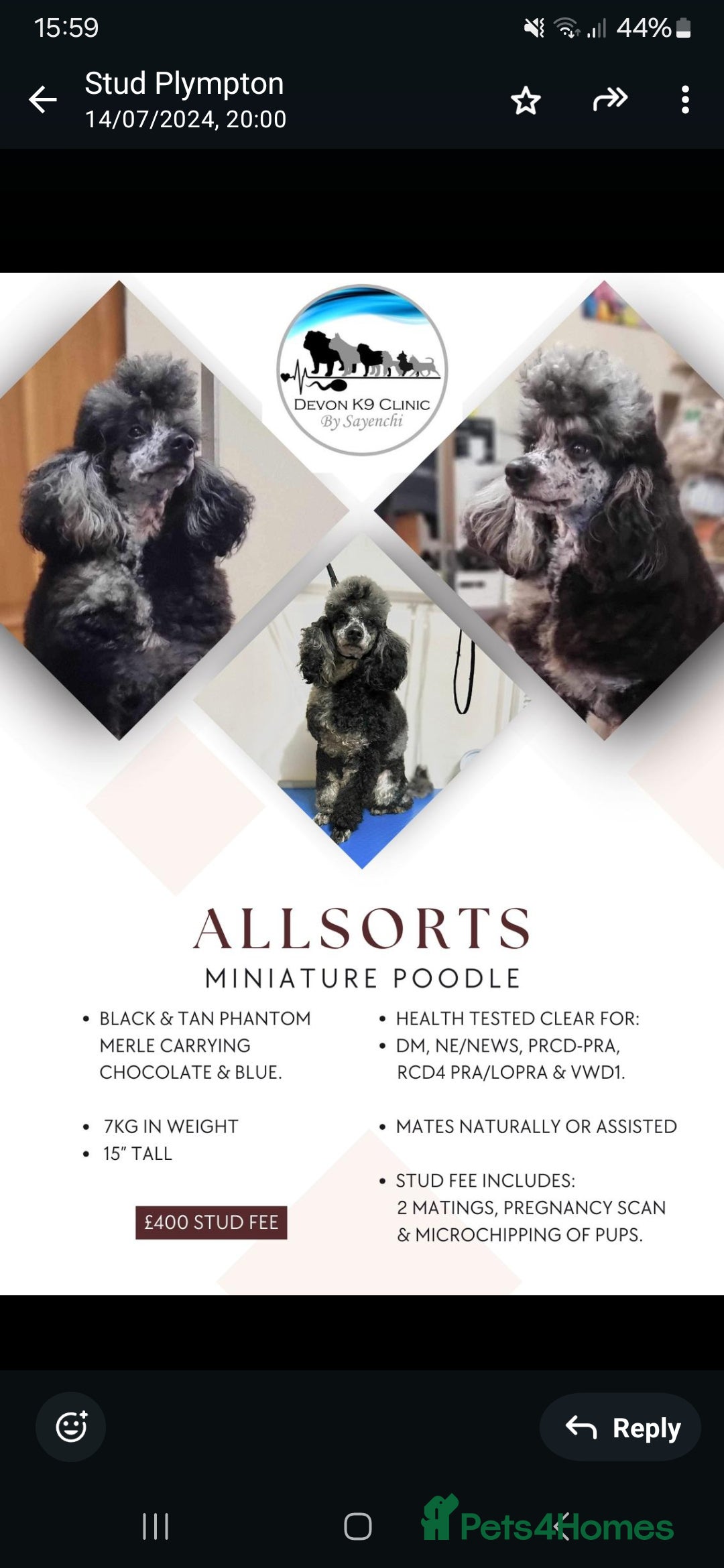 Labradoodle dogs for sale: F1b labradoodle puppies - Image 9