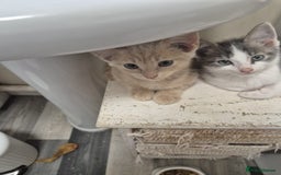 Mixed Breed cats for sale: Beautiful kittens ready - Image 4