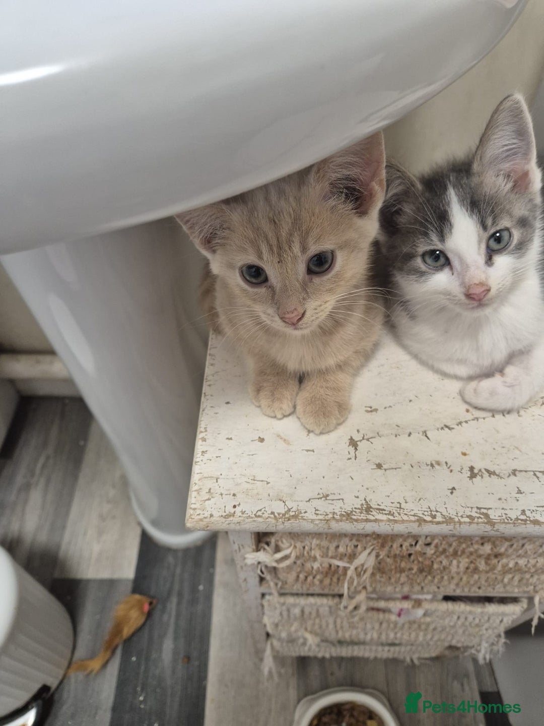 Mixed Breed cats for sale: Beautiful kittens ready - Image 4