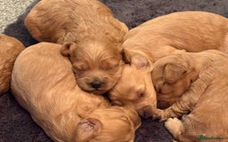Cavapoo dogs for sale: Stunning Litter of F1B Cavapoo Puppies - Image 3